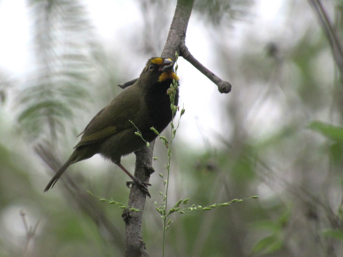 Yellow-faced Grassquit - ML644754093