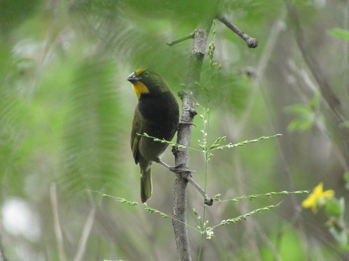 Yellow-faced Grassquit - ML644754095