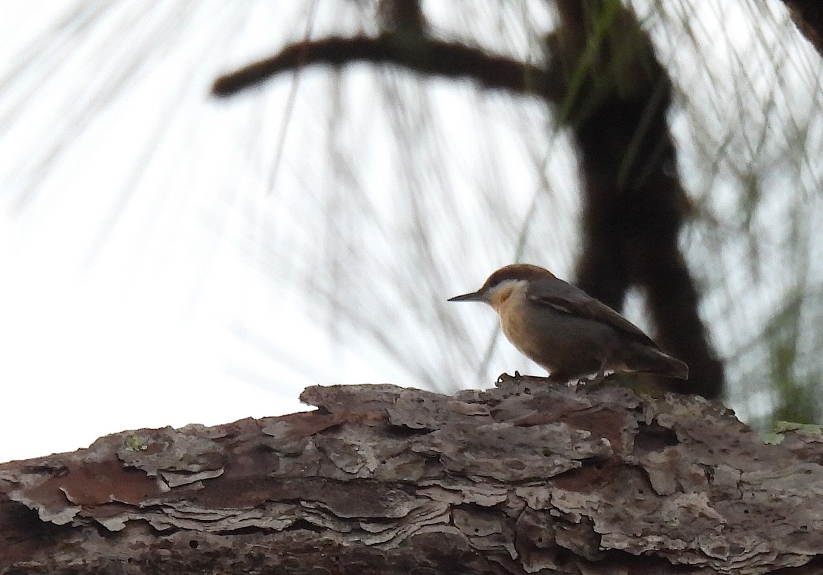 Boz Başlı Sıvacı - ML644754099