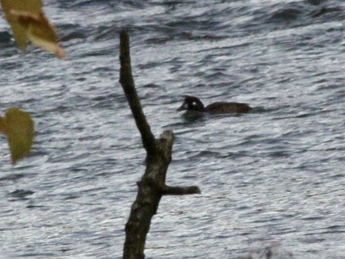 ברווז איסלנדי - ML644754103