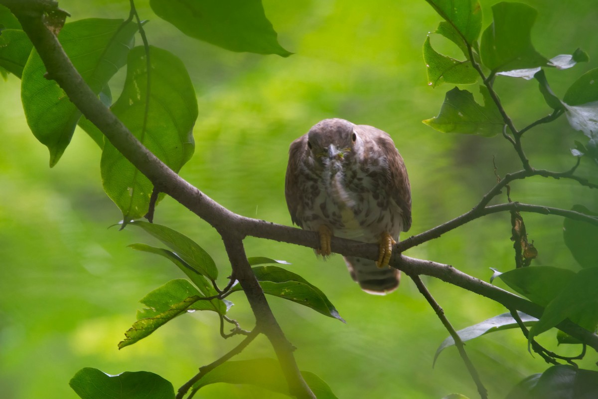 Common Hawk-Cuckoo - ML644754105