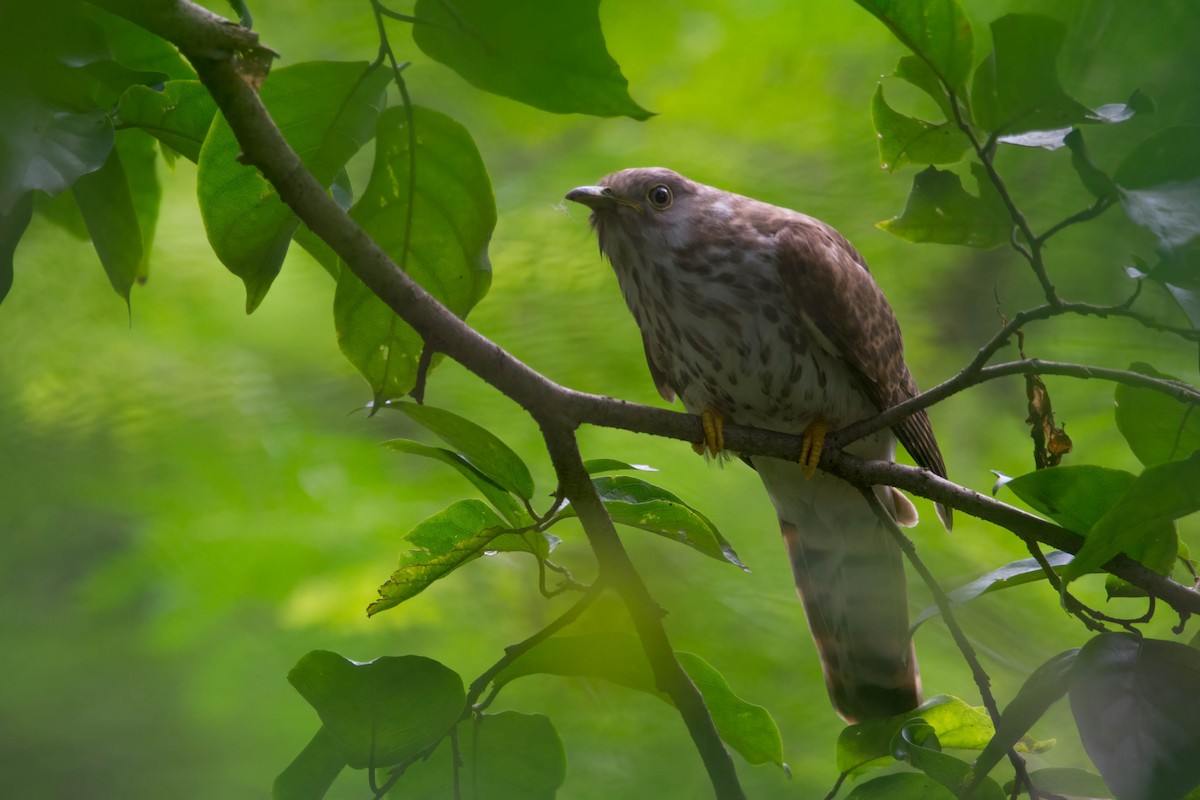 Common Hawk-Cuckoo - ML644754106