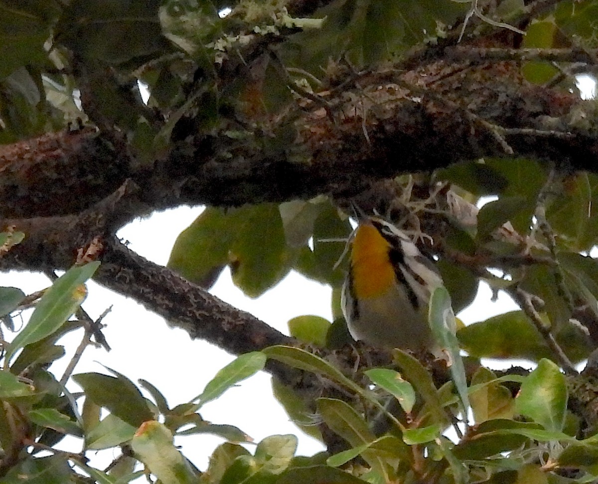 Goldkehl-Waldsänger - ML644754112