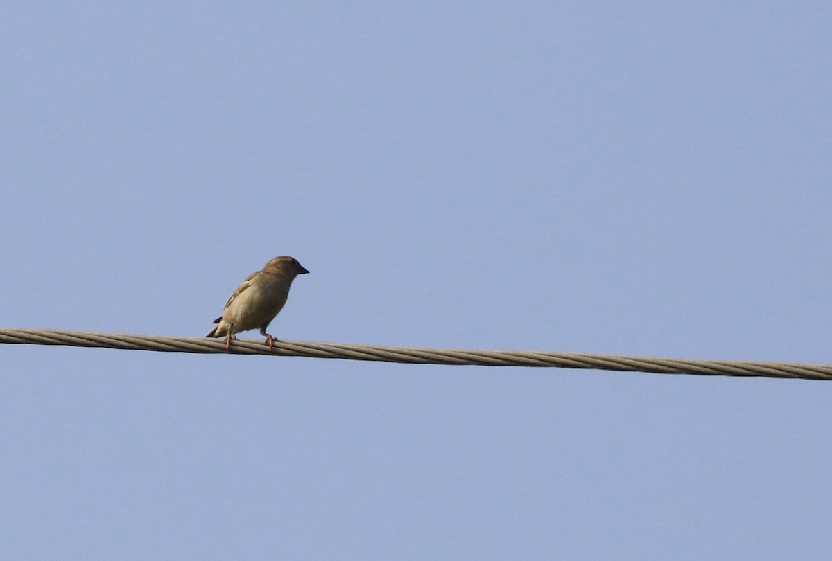 Yellow-throated Sparrow - ML644754133