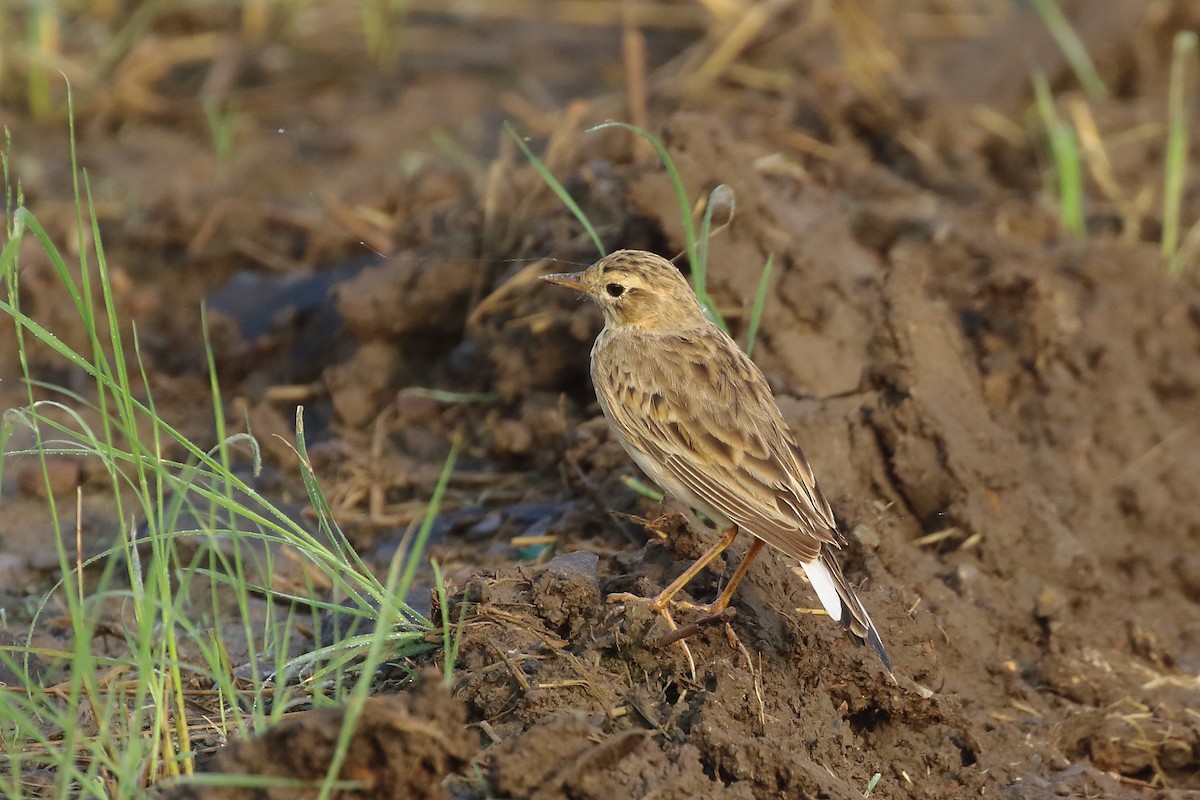 Paddyfield Pipit - ML644754159