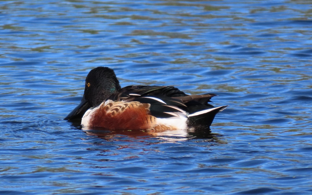 Широконоска - ML644754162
