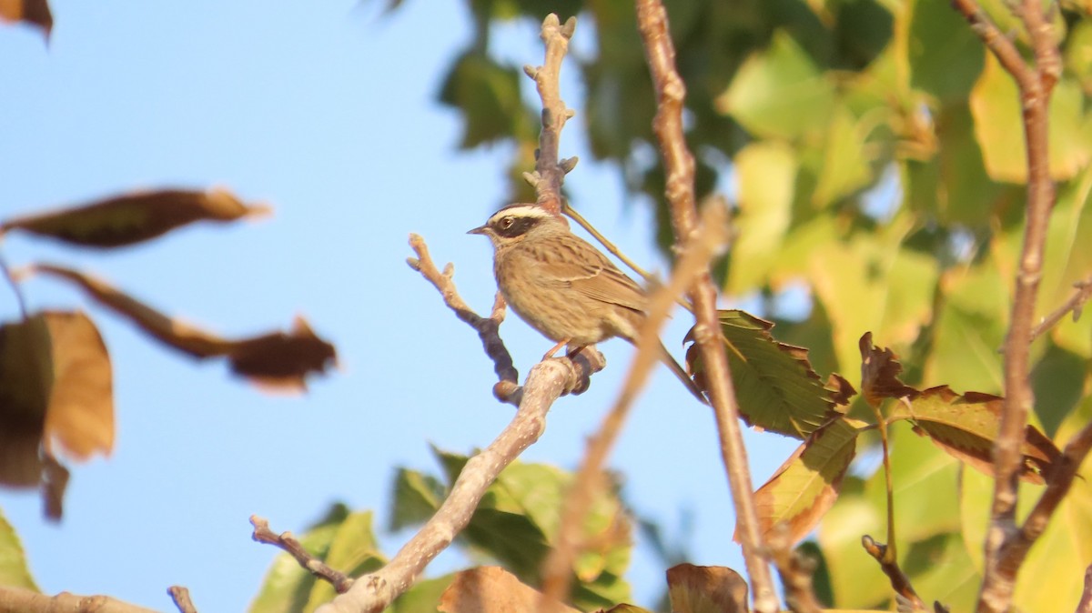 Radde's Accentor - ML644754163