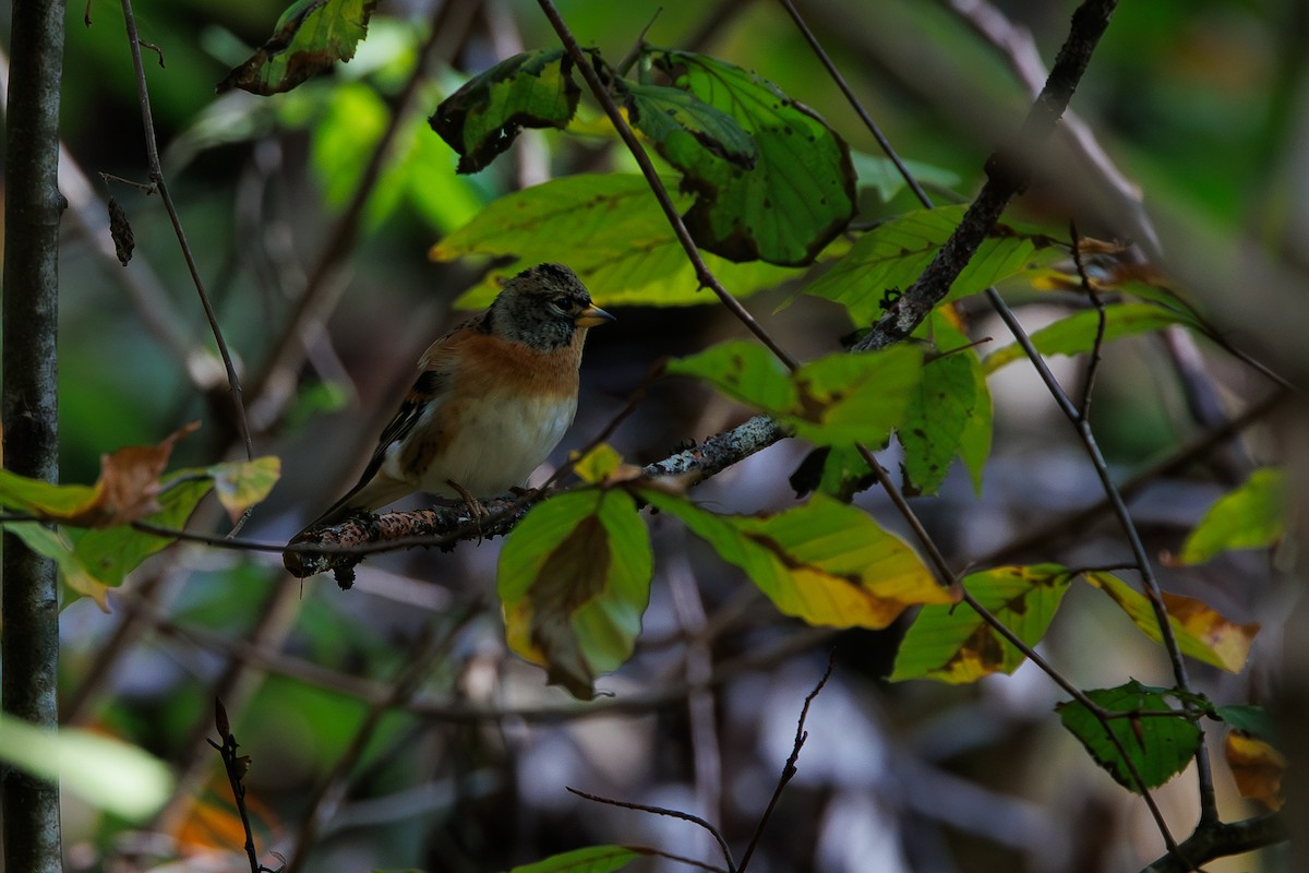 В'юрок - ML644754183