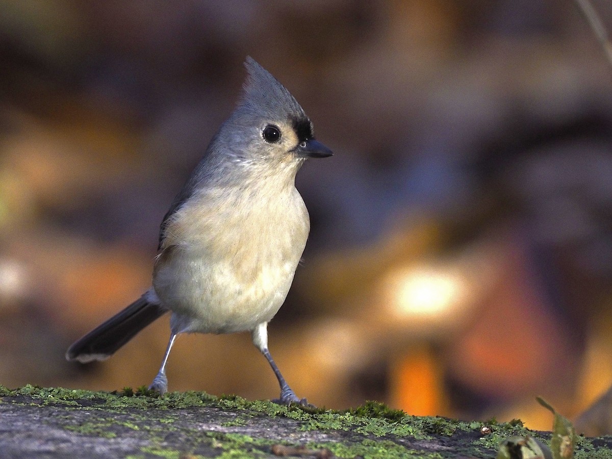 Tufted Titmouse - ML644754188