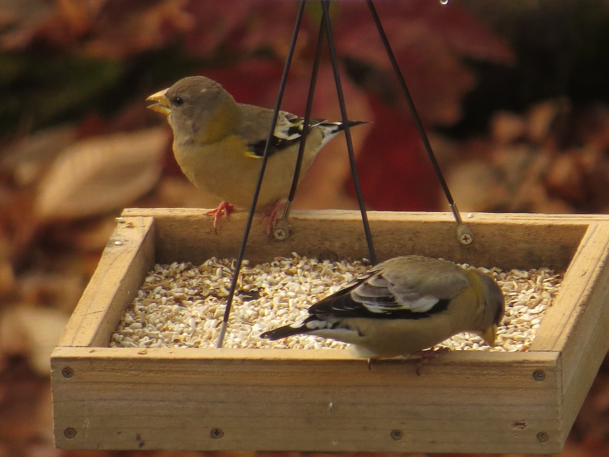 Evening Grosbeak - ML644754194