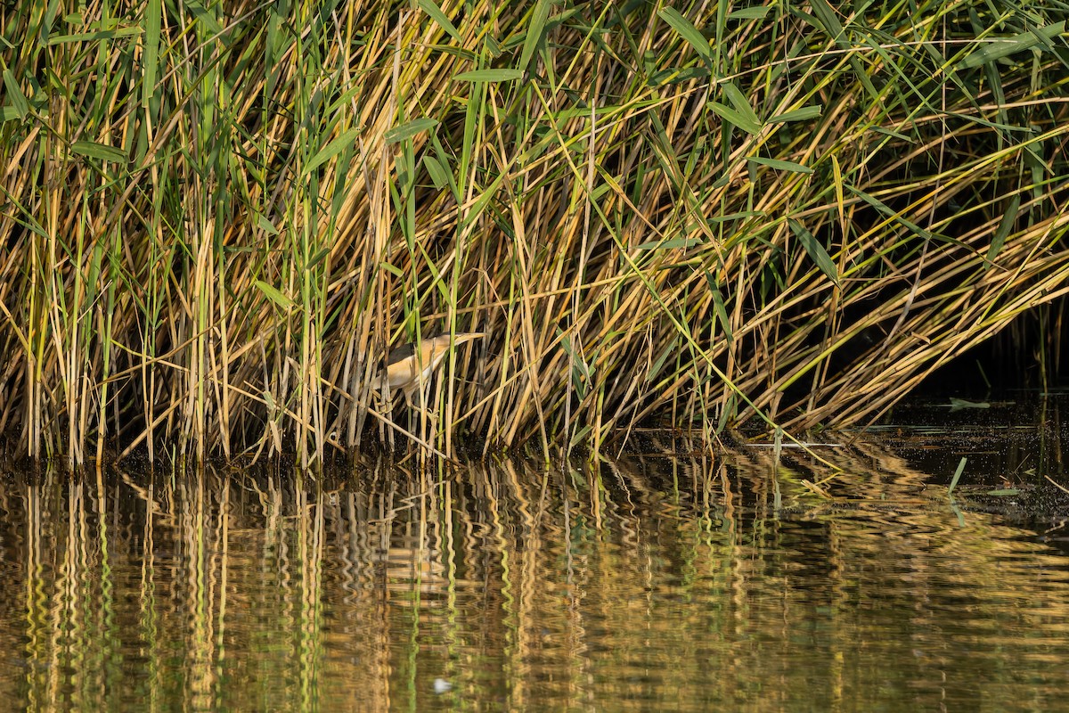 Blongios nain - ML644754207