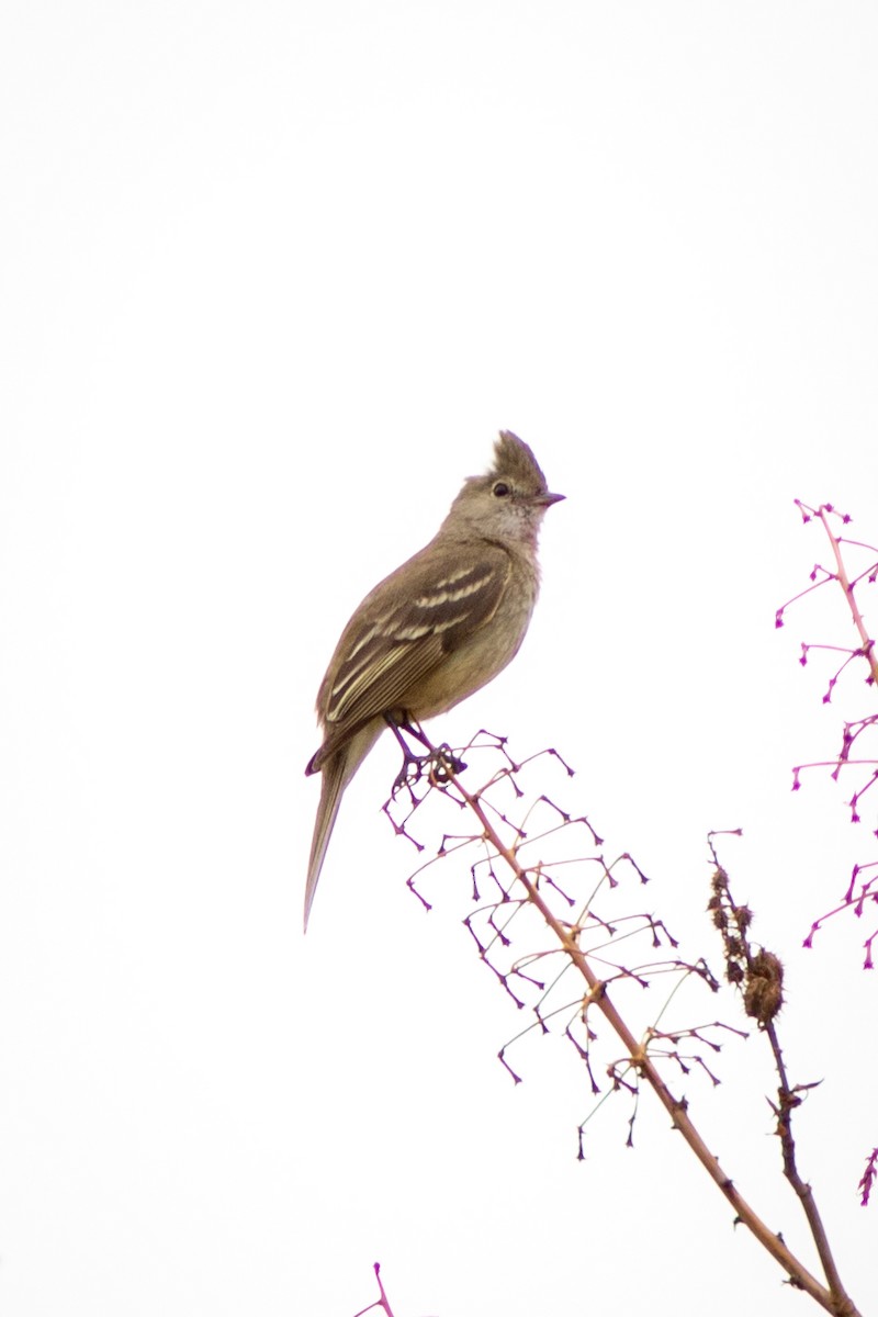 Yellow-bellied Elaenia - ML644754212