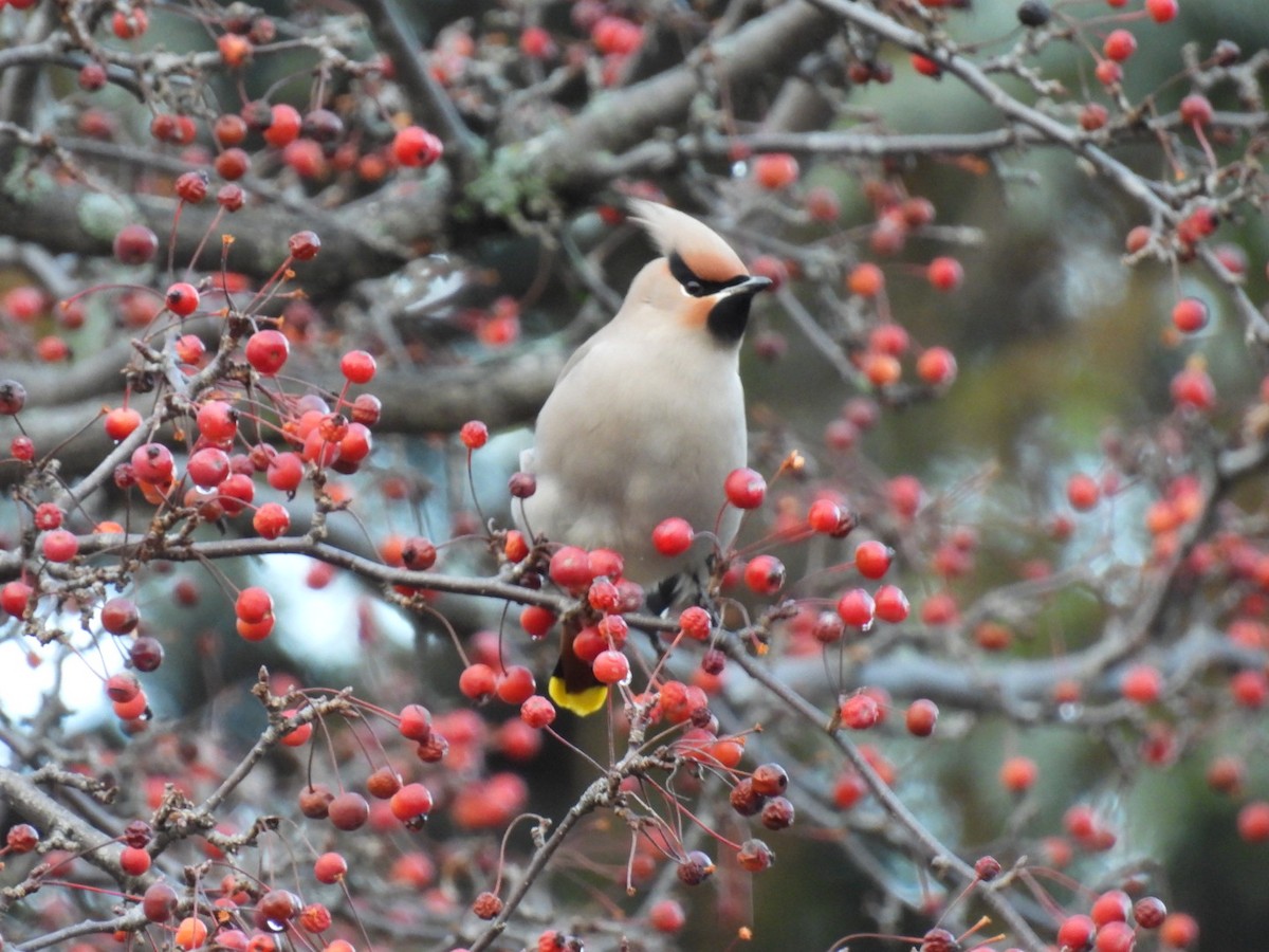 Seidenschwanz - ML644754230