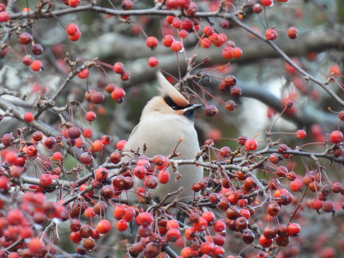 Seidenschwanz - ML644754231