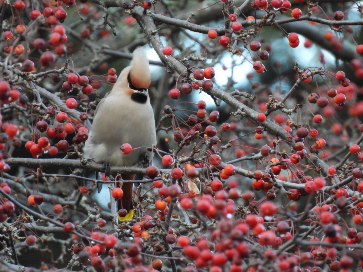 Seidenschwanz - ML644754232