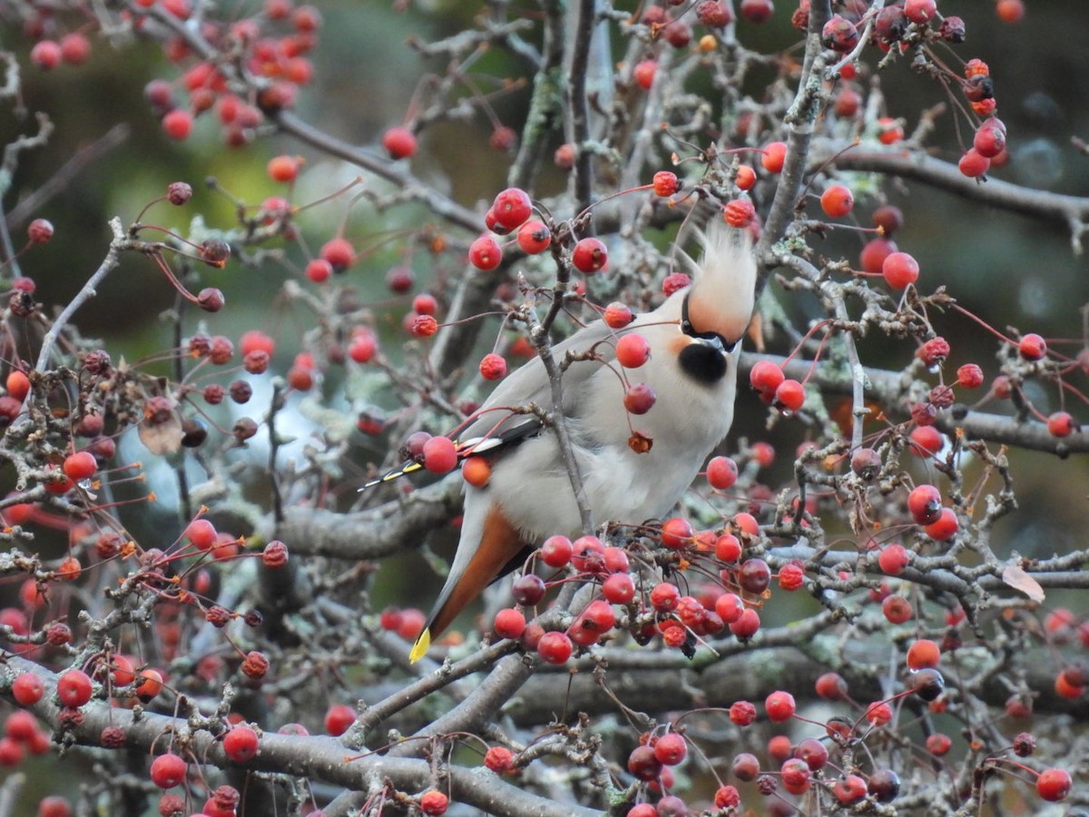 Seidenschwanz - ML644754233