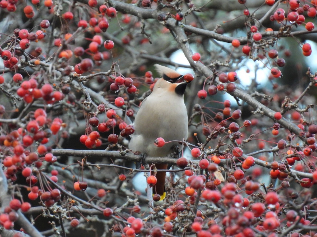 Seidenschwanz - ML644754234