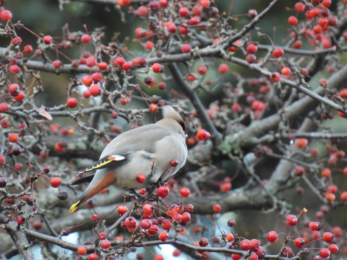 Seidenschwanz - ML644754236