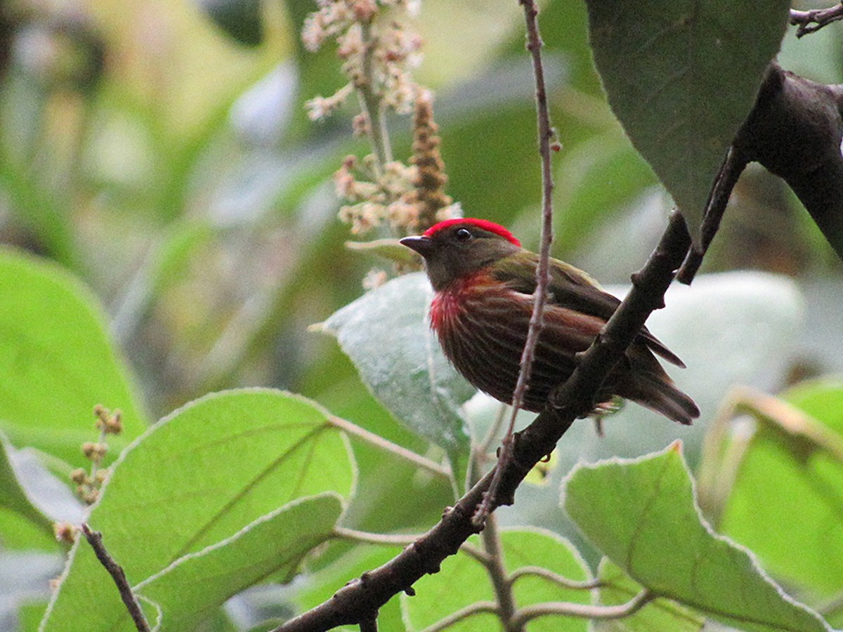 Striolated Manakin - ML644754242