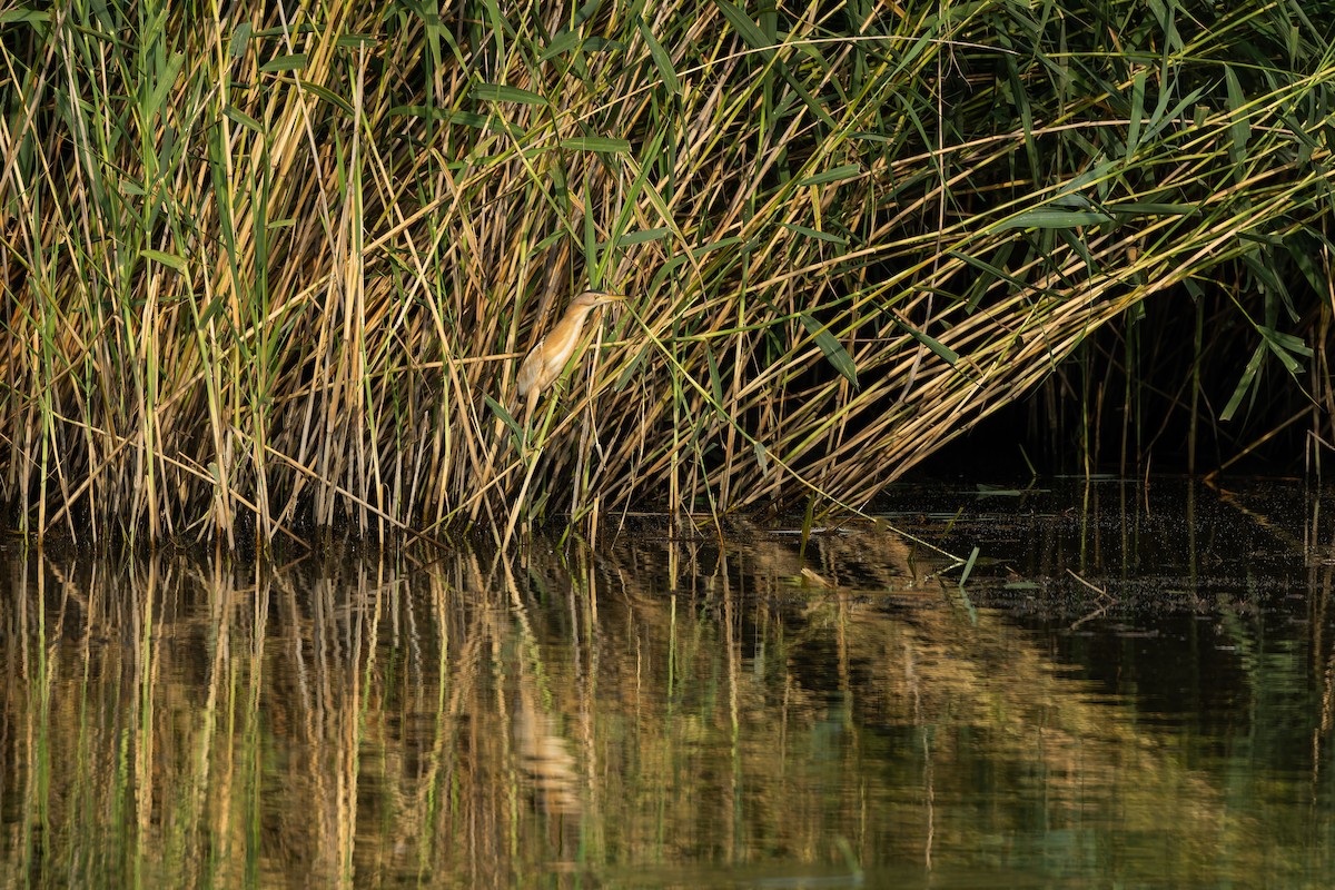 Blongios nain - ML644754255