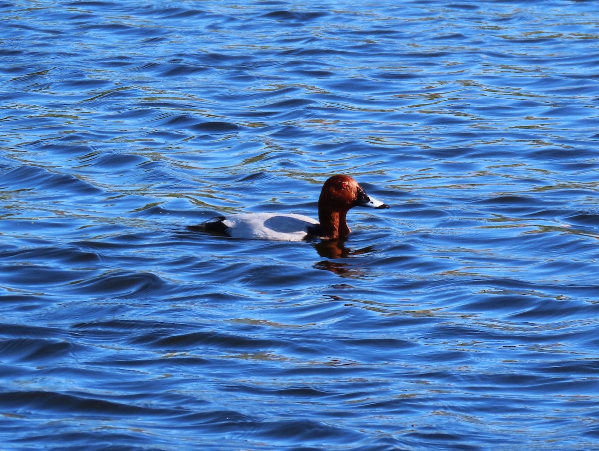 taffeland - ML644754258