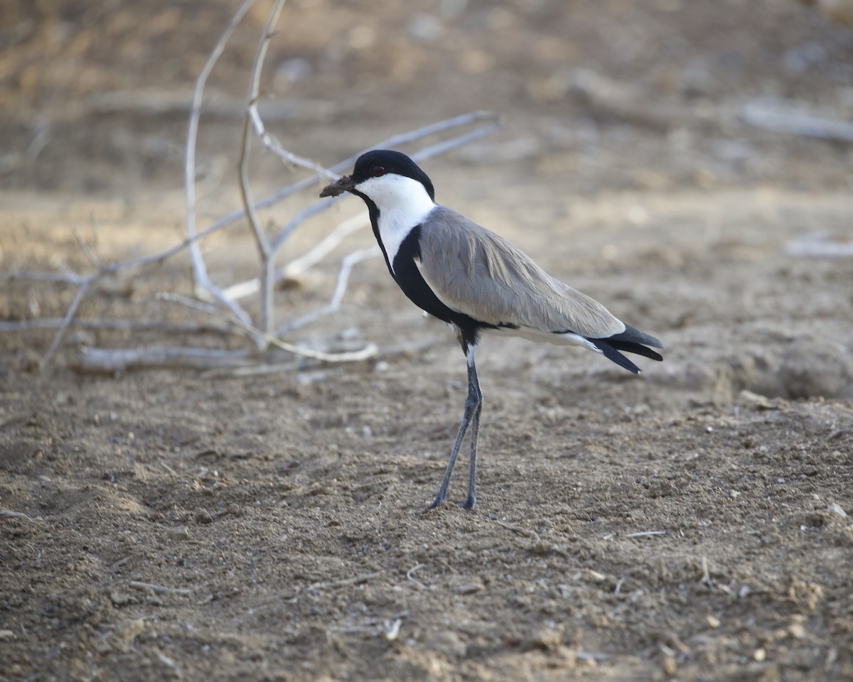 Vanneau à éperons - ML644754262