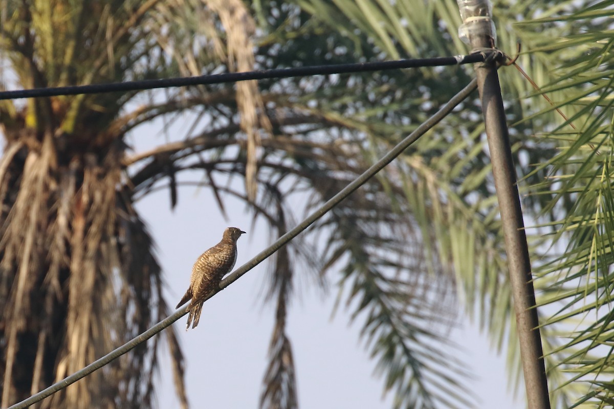 Common Cuckoo - ML644754264