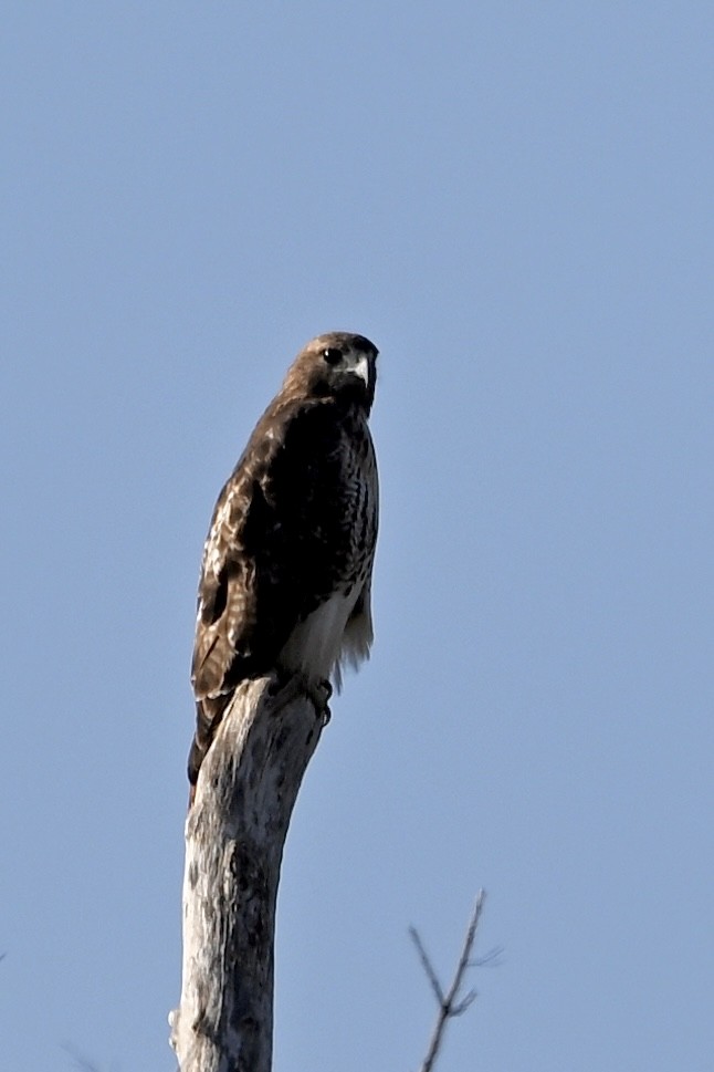 Red-tailed Hawk - ML644754265