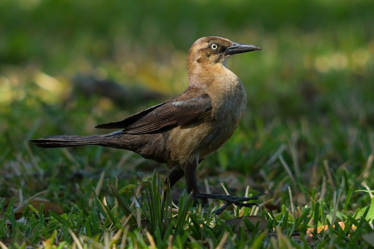 Boat-tailed Grackle - ML644754268