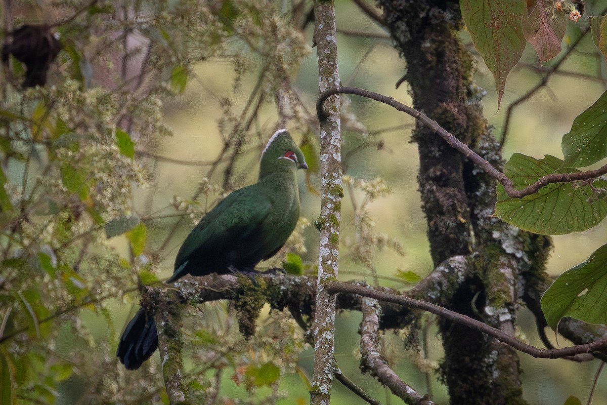 Black-billed Turaco - ML644754269