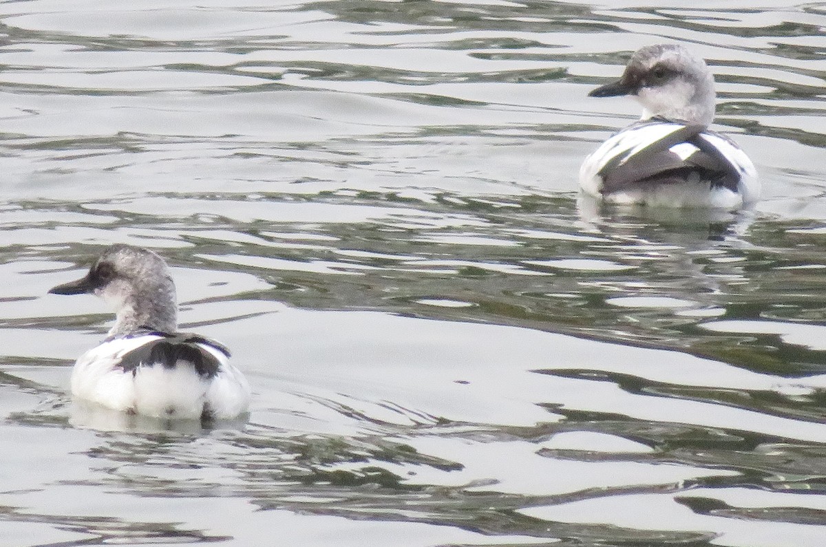 Pigeon Guillemot - ML644754271