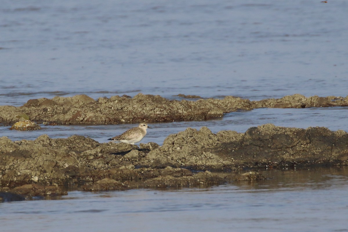 Black-bellied Plover - ML644754284
