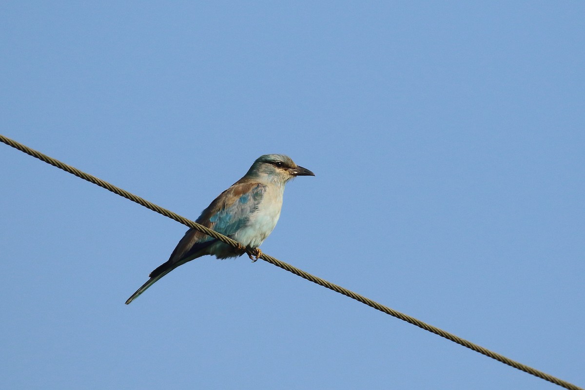 European Roller - ML644754325