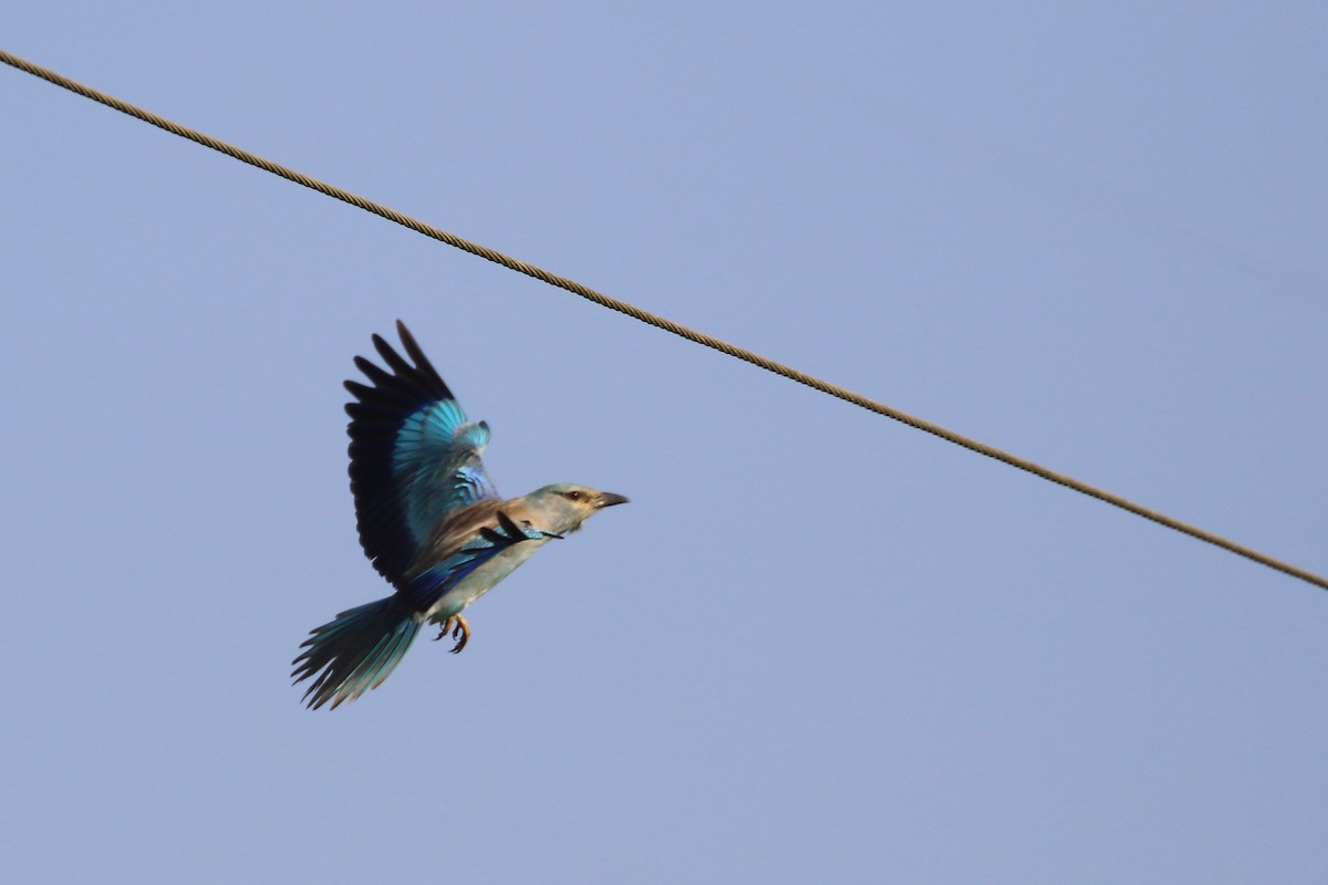 European Roller - ML644754326