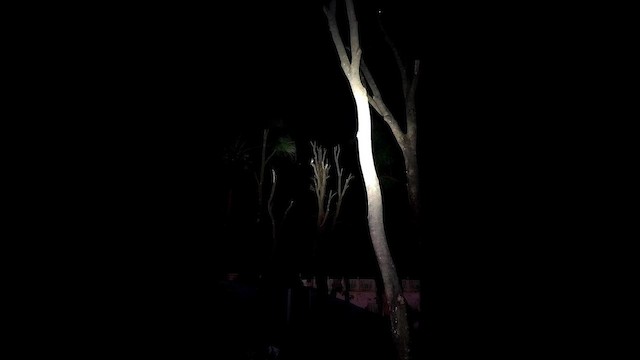 Ninoxe hirsute - ML644754338