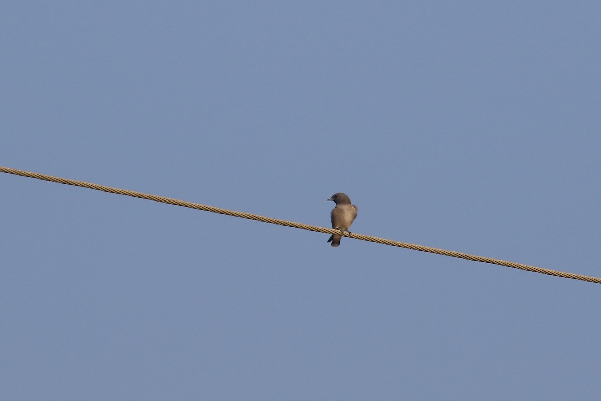 Ashy Woodswallow - ML644754347