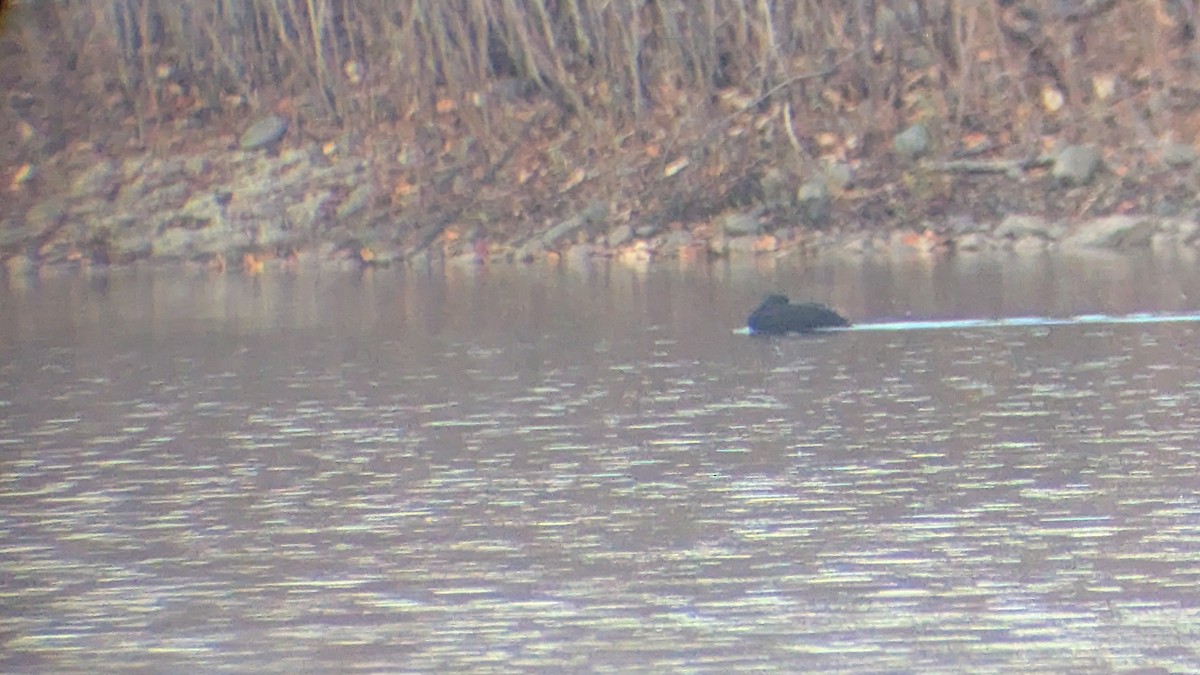 Американская синьга - ML644754349