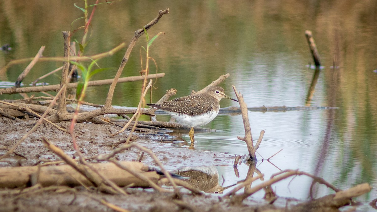 Solitary Sandpiper - ML644754362