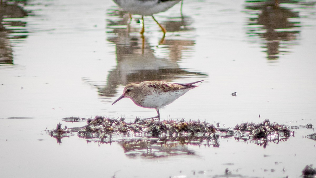 Weißbürzel-Strandläufer - ML644754366