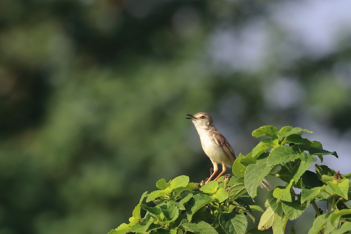 Plain Prinia - ML644754386