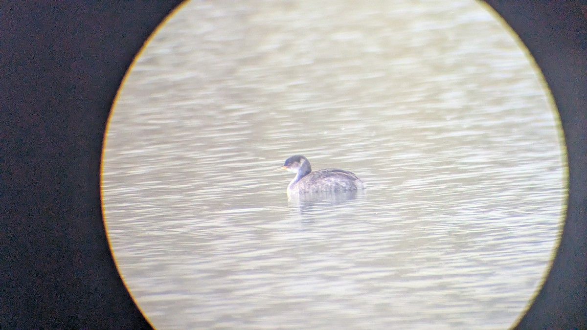 Пірникоза сірощока - ML644754387