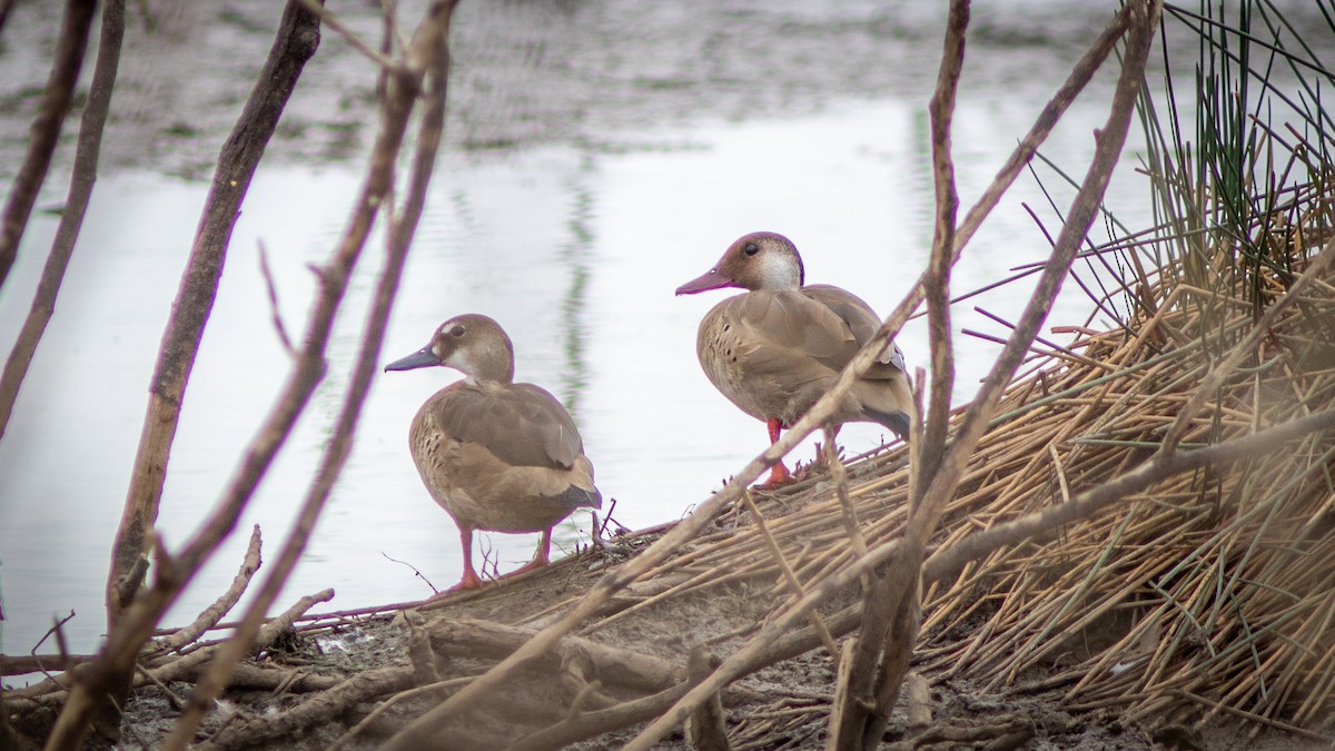 Brazilian Teal - ML644754392