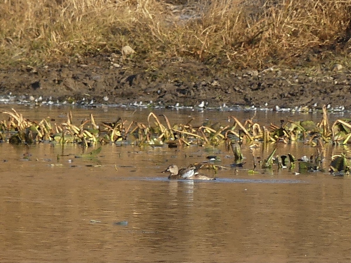 ミカヅキシマアジ - ML644754402