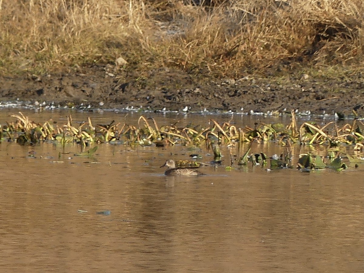 ミカヅキシマアジ - ML644754403