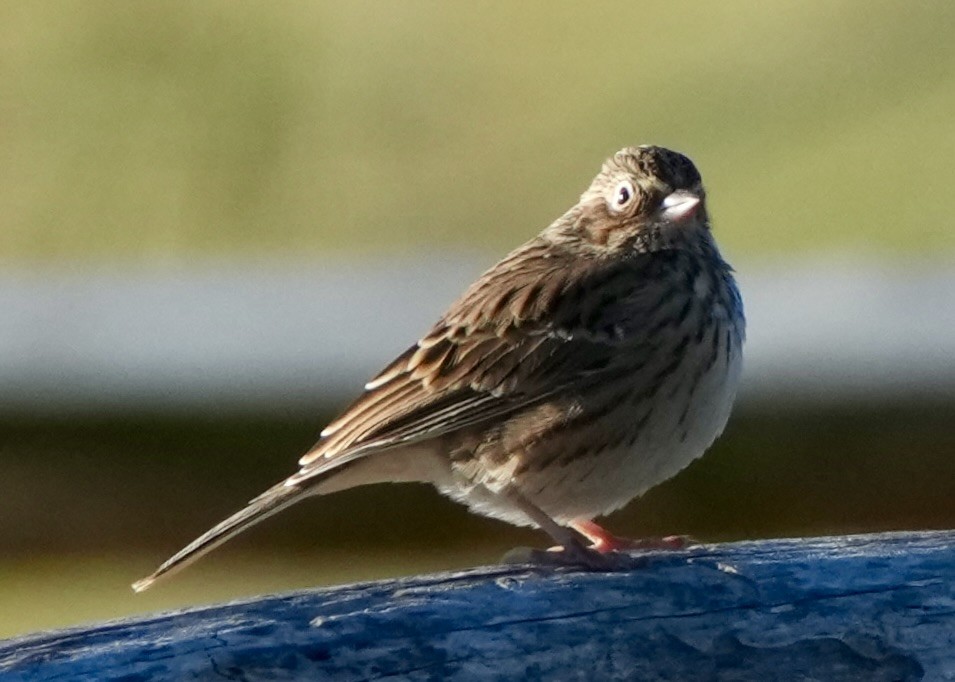 Vesper Sparrow - ML644754404