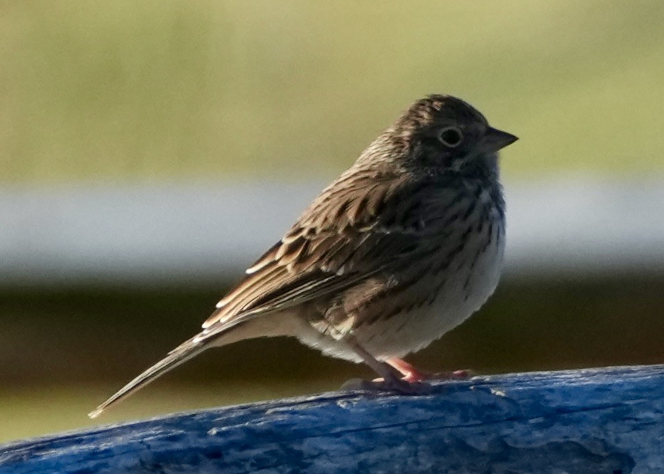 Vesper Sparrow - ML644754405