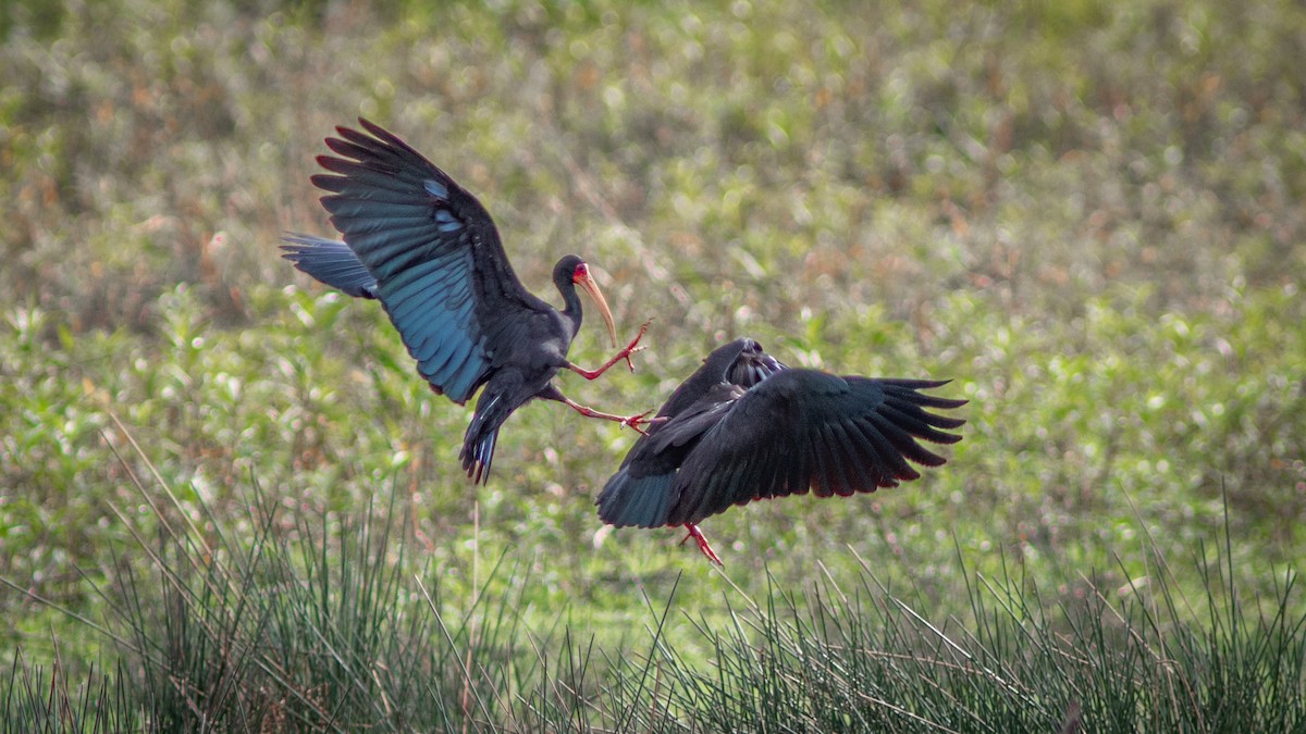 Bare-faced Ibis - ML644754413