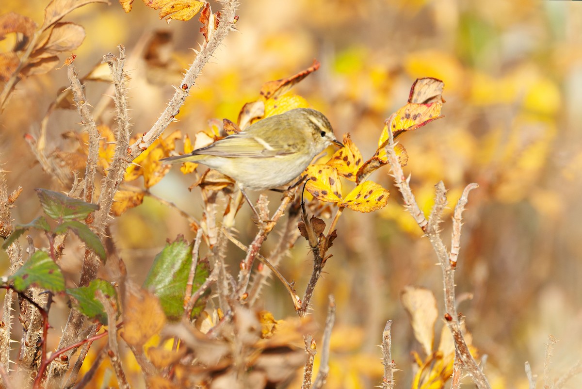 Hume's Warbler - ML644754418