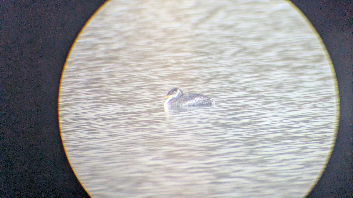 Пірникоза сірощока - ML644754425