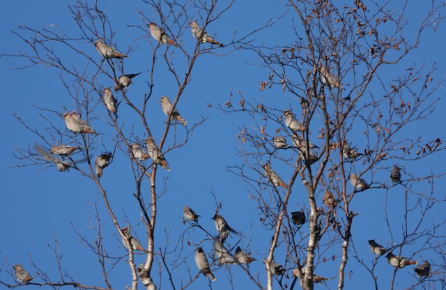 Seidenschwanz - ML644754428